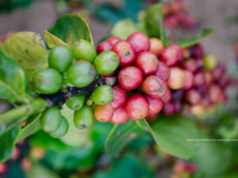 El café, en peligro de extinción
