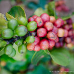 ©EXIGI BUEN CAFE_PHOTO BY CAMILA SELVA CABRAL