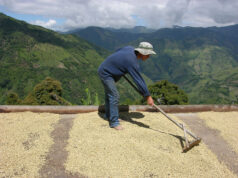 El café, ¿en peligro de extinción?