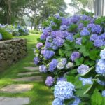 hortensia azul