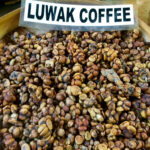 luwak1