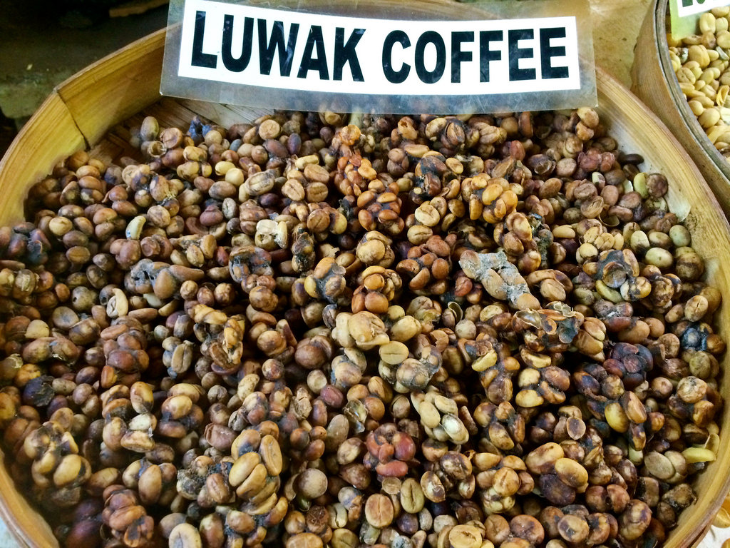 Kopi Luwak, el café más caro del mundo Exigí Buen Café
