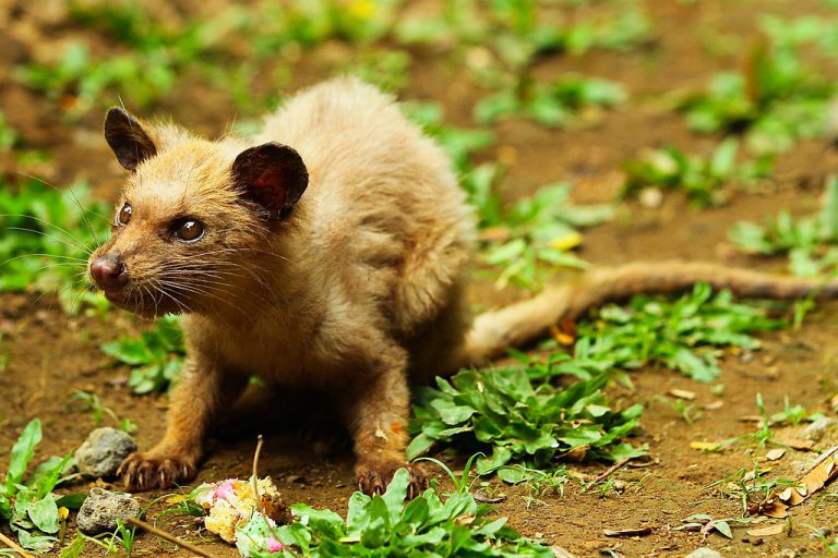 Kopi Luwak, el café más caro del mundo Exigí Buen Café