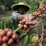 cafe indonesia