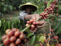 Indonesia y sus cafés de lujo