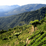 colombia-huila-los-naranjos