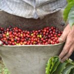 El aroma y el sabor de un buen café en una visita a una finca cafetera en el departamento de Antioquia, Colombia