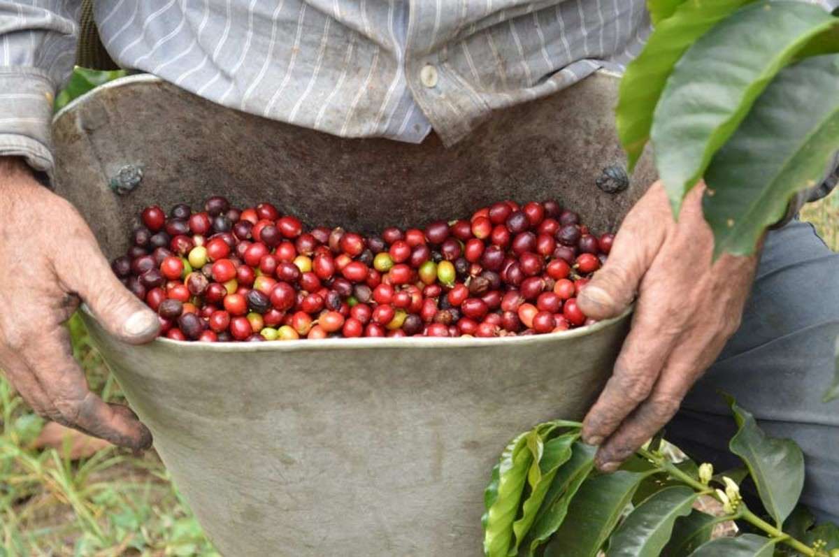 Turismo Cafetero: Las Vacaciones Ideales Para Los Amantes Del Café ...