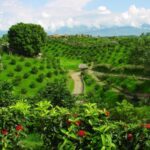 El paisaje del Eje Cafetero colombiano, principal destino turístico de café en América latina