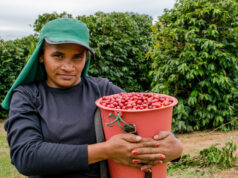 El café silvestre puede desaparecer