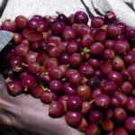 cereza fruto