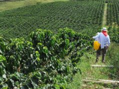 Ex combatientes de las Farc reciben el Premio Internacional de Café Ernesto Illy