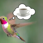 hummingbird-coffee