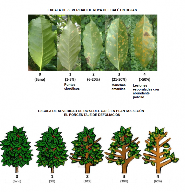 Peligro la roya del cafeto en Latinoamérica Exigí Buen Café