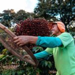 fazenda