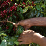 cafetalero