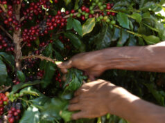 ¿Qué se festeja en el Día del Café?
