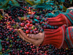 Un viaje: el premio para el barista ganador