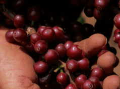 Cata exclusiva para tostadores y baristas