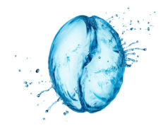 El 98% del café es agua, y tiene que ser la mejor